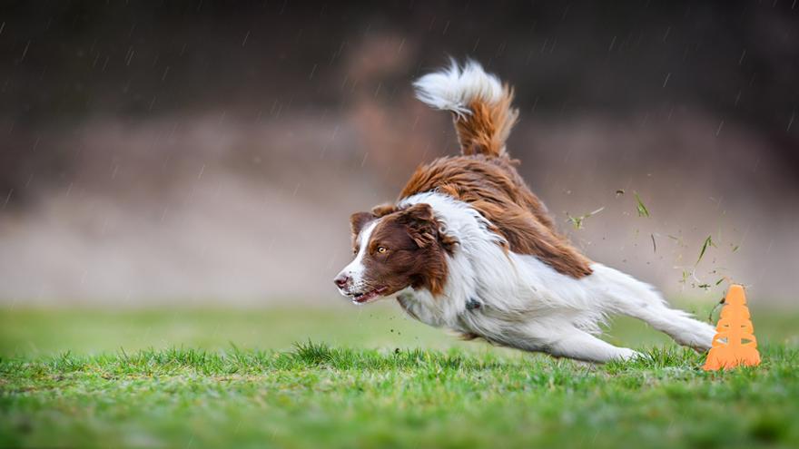 Puedes utilizar conos para entrenar a tu perro.