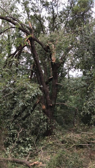 Una forta tempesta de calamarsa i vent afecta part de l'Alt Empordà