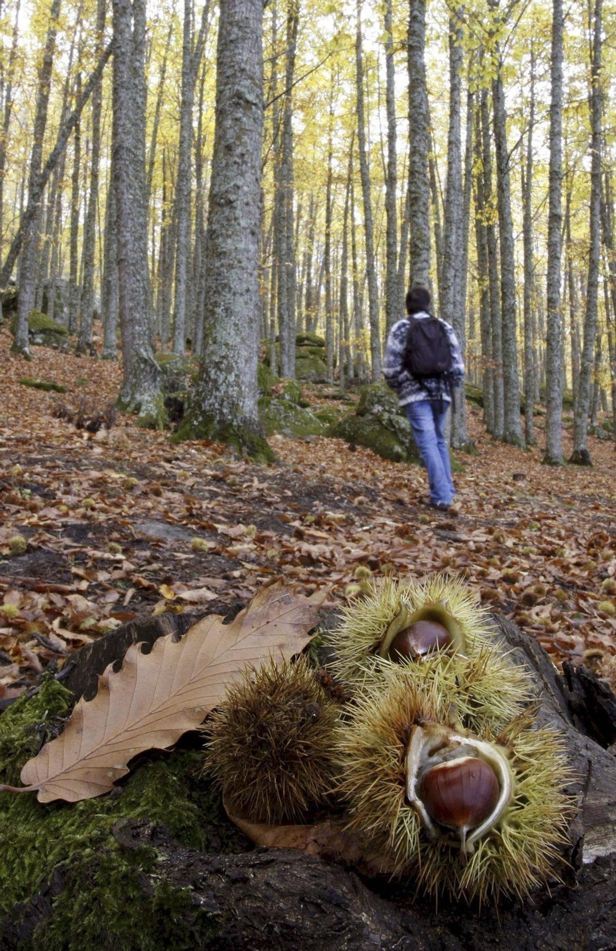 A la izquierda, un senderista en un bosque con castaños. De arriba abajo, erizos de castañas, pote de castañas y un cucurucho con castañas asadas. | LNE