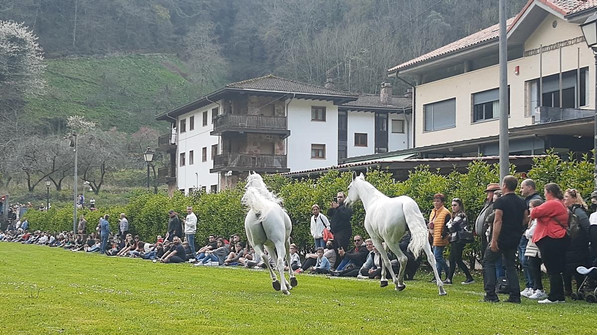 Disfruta la gran cita con el caballo Belmonte, este fin de semana en el concejo occidental asturiano