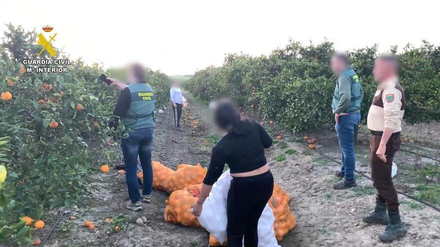 Vídeo | La Guardia Civil detiene a tres personas por el robo de 2.000 kilos de naranjas en una finca del término municipal de Olivares