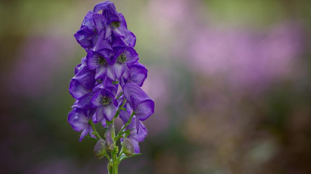 Anapelo azul, también conocido como Matalobos