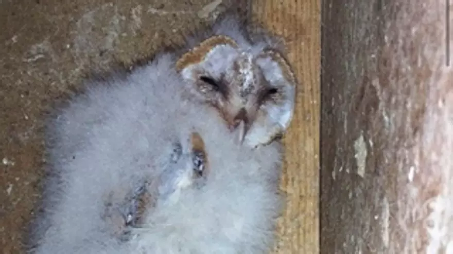 Neixen dues cries d'òliba d'una espècie vulnerable al Zoo del Pirineu