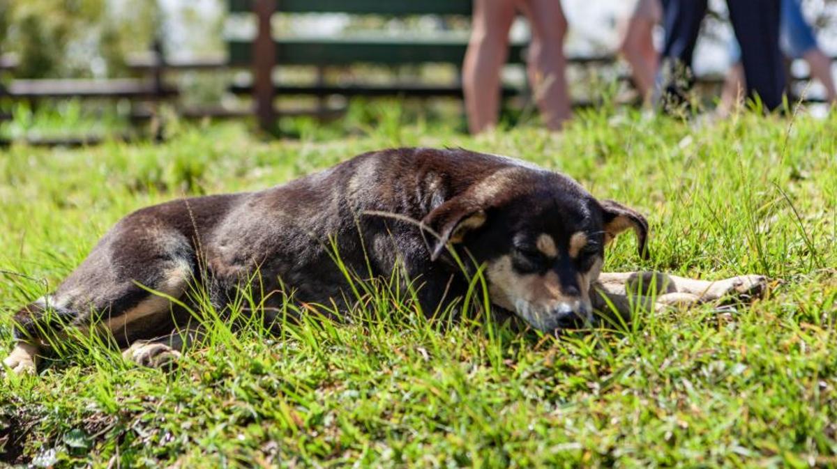 Imatge d'arxiu d'un gos.