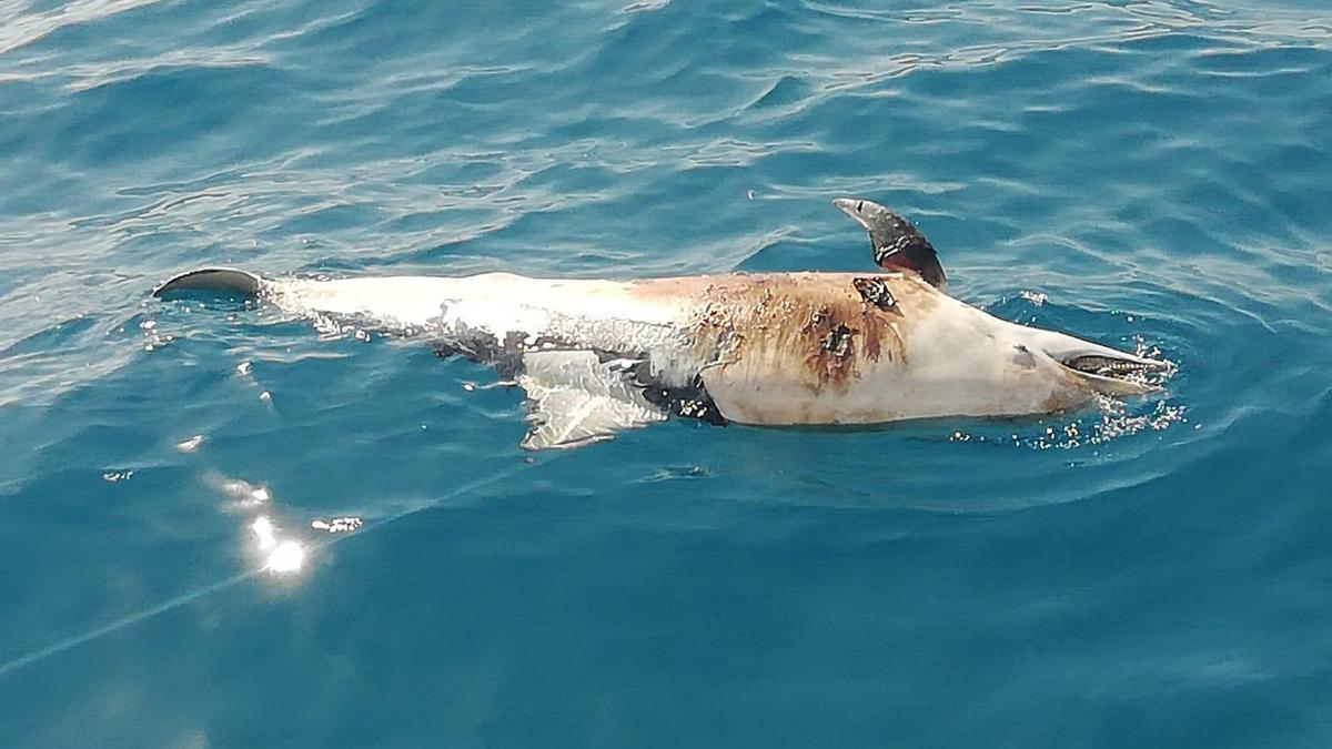 Cetáceo a la deriva en Papagayo.