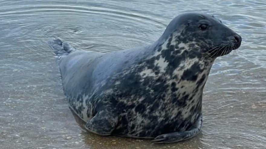 La foca Oza continúa su descanso en Costa da Morte