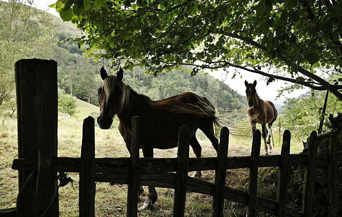 Un tesoro de otro tiempo en Piloña
