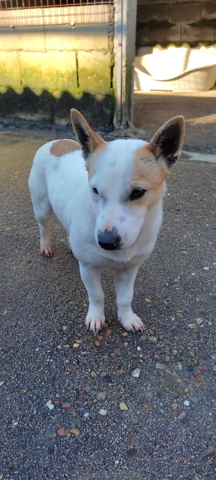 Animales en adopción en el refugio de O Morrazo