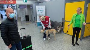 La perra Kossi, en el aeropuerto preparada para detectar coronavirus a los pasajeros a través del olfato.