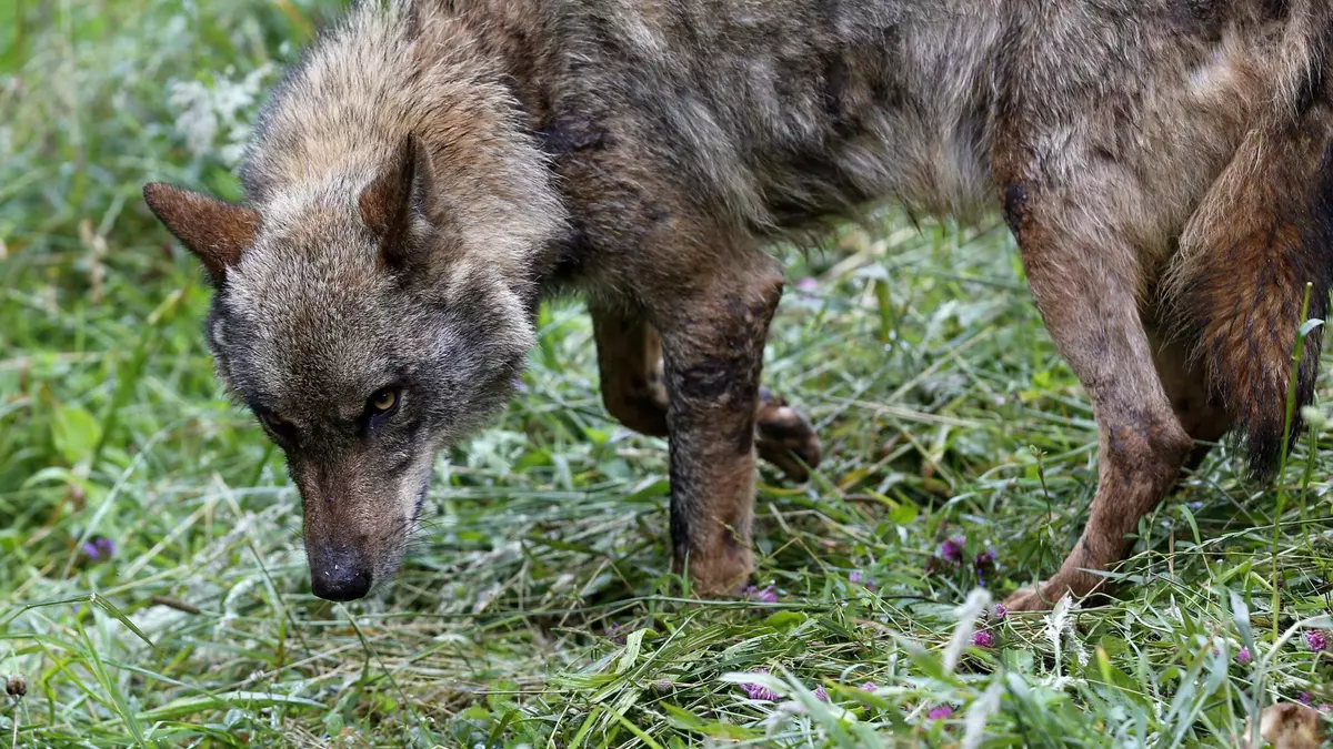 Galicia urge la caza de lobos mientras el Estado se reafirma en su protección