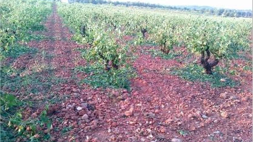 Las hojas en el suelo denotan la violencia del granizo en los viñedos de Requena-Utiel.