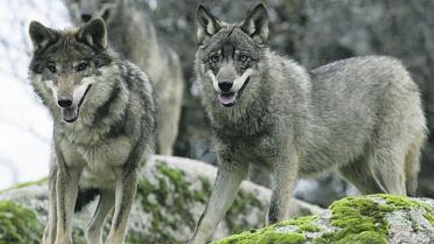 La Guardia Civil investiga las indemnizaciones a ganaderos por los daños del lobo