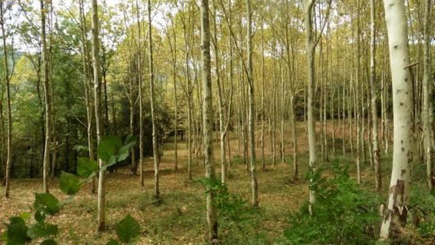 Bosc de pollancres amb falta de verdor a la muntanya de la Cantina, al terme municipal d&#039;Olot.