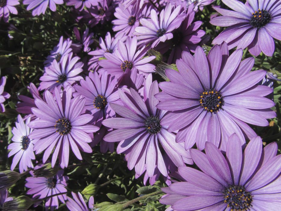 ‘Osteospermum’. De la família de les asteràcies, també coneguda com a margarida africana, és una flor molt vistosa quan se’n formen grups tan atapeïts. Cal tindre en compte que té unes cinquanta espècies.