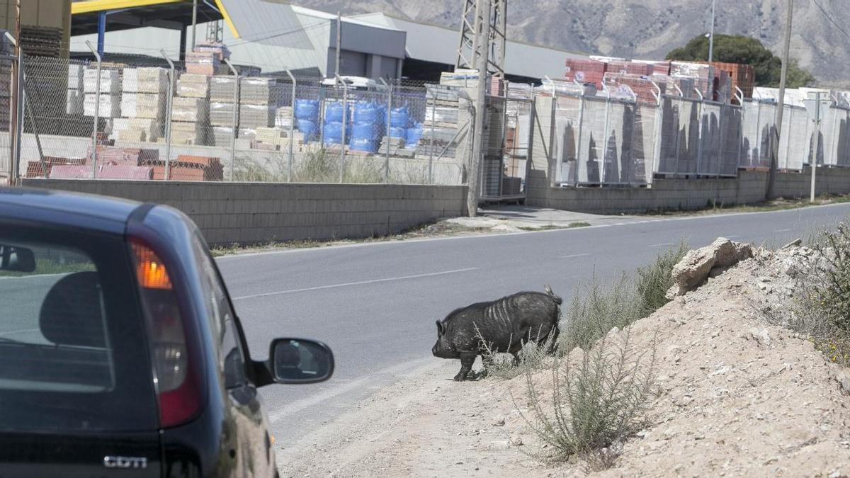 Un cerdo vietnamita deambula por el barrio del Cementerio de Alicante.