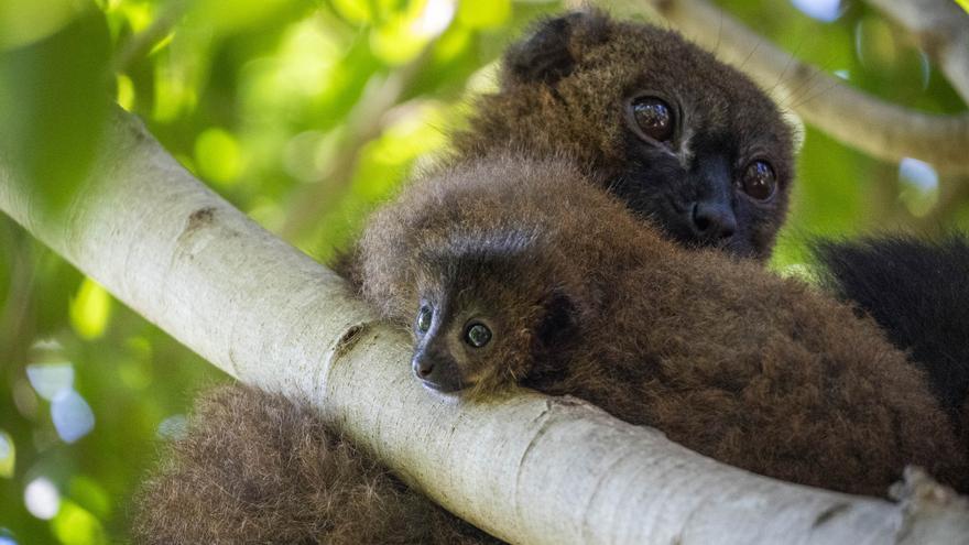 Nace un lémur de vientre rojo en el Bioparc, el único parque de la Península que alberga esta especie