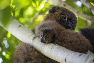 Nace un lémur de vientre rojo en el Bioparc, el único parque de la Península que alberga esta especie
