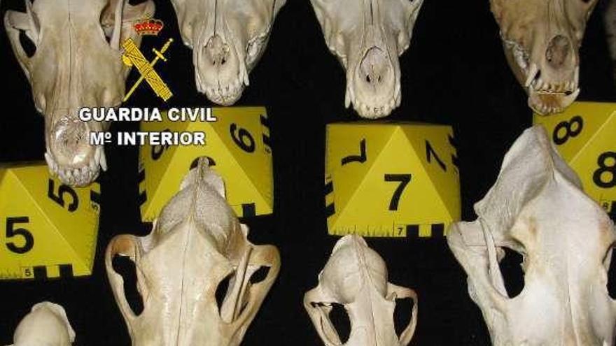 Cráneos de lobo decomisados por la Guardia Civil.