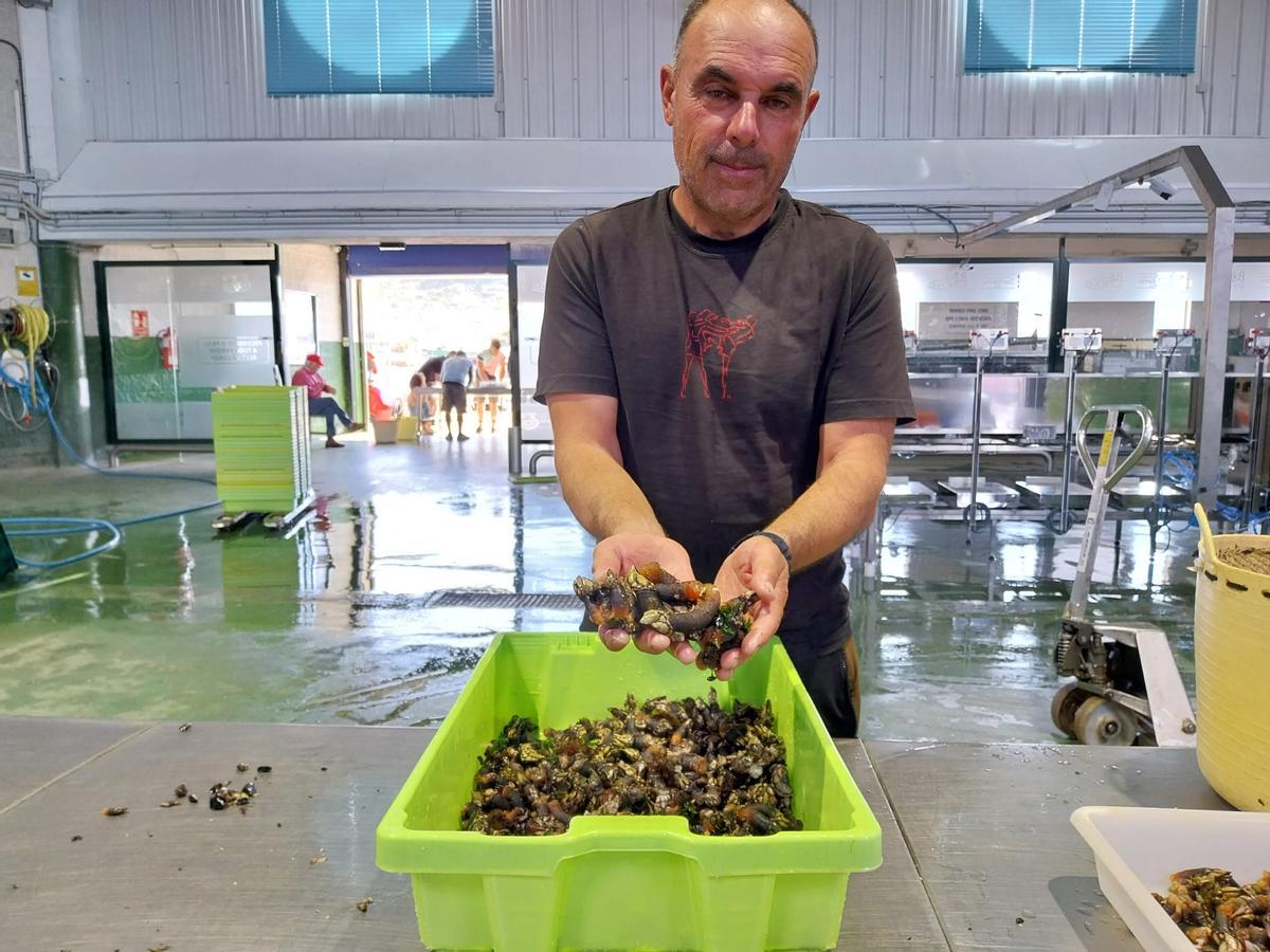 Un percebeiro de Bueu muestra parte del producto recogido.