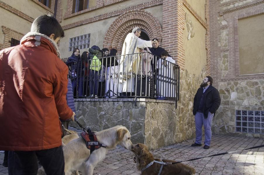 San Antón bendice a los animales en Benavente.