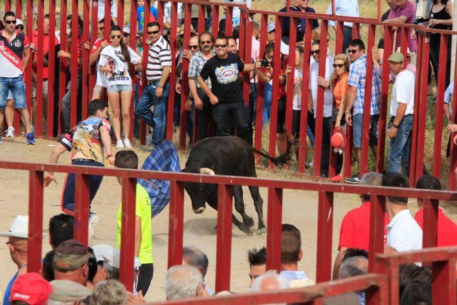 Toros bravos en Vadillo de la Guareña