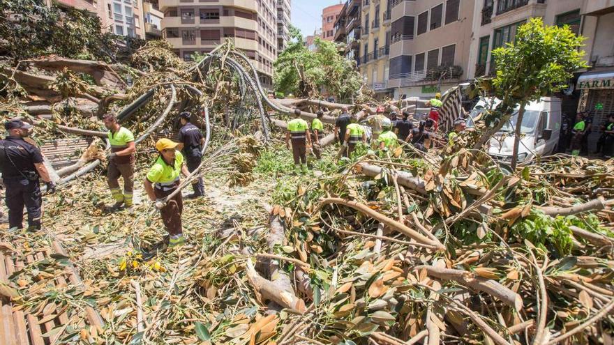 Operarios municipales trabajando para retirar las ramas del ficus