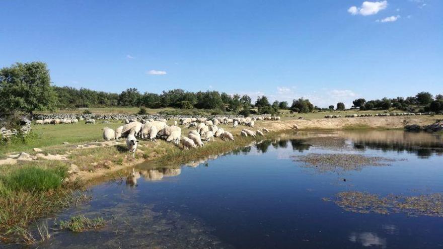 Un rebaño de ovejas abreva en una laguna de Arribes del Duero