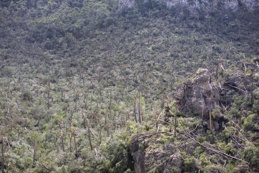 Baleares pedirá declarar zona catastrófica las áreas de Mallorca afectadas por el temporal del sábado