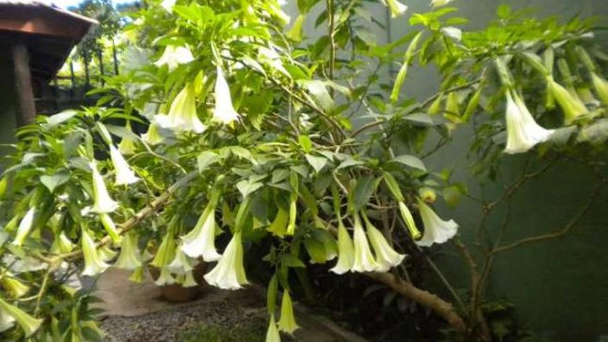 Una de las plantas de la que se obtiene la burundanga.