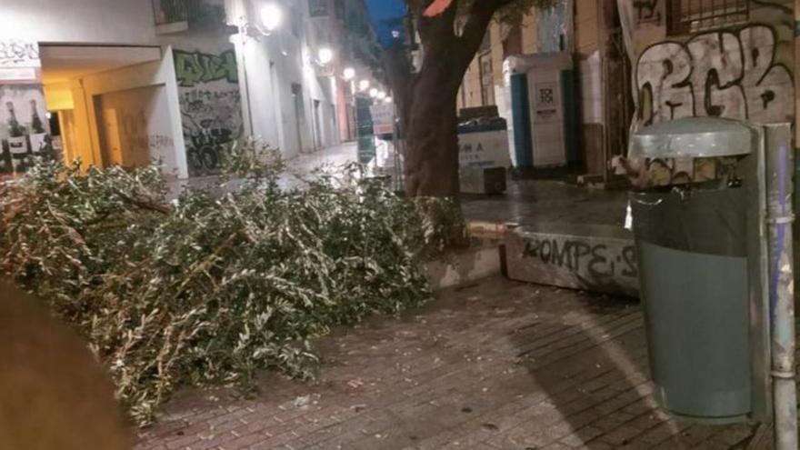 Ramas caídas en la Plaza del Árbol. | LEVANTE-EMV