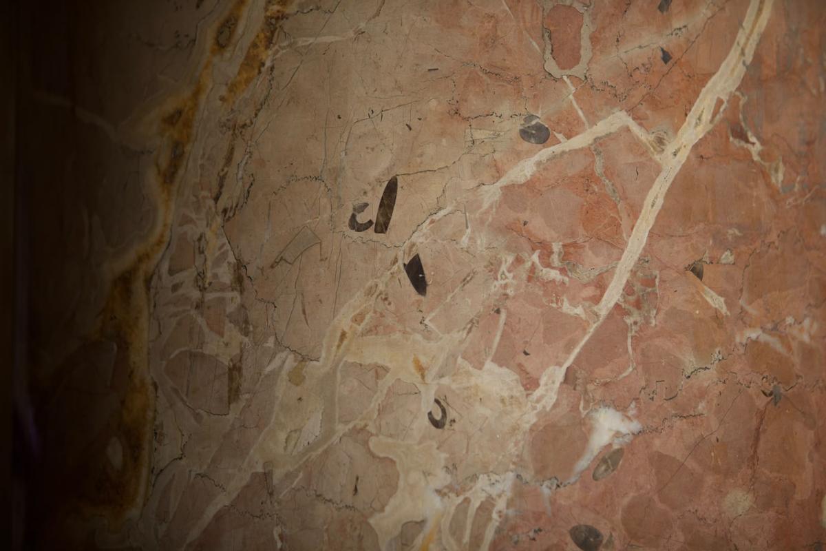 Son belemnites, los antepasados más antiguos de las sepias y los calamares de hoy en día