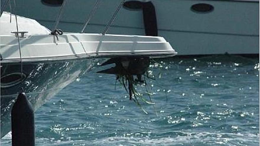 Posidònia enganxada en una àncora d&#039;una embarcació d&#039;oci a la Costa Brava.