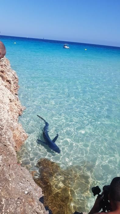 Hai-Sichtung am Strand von Cales de Mallorca