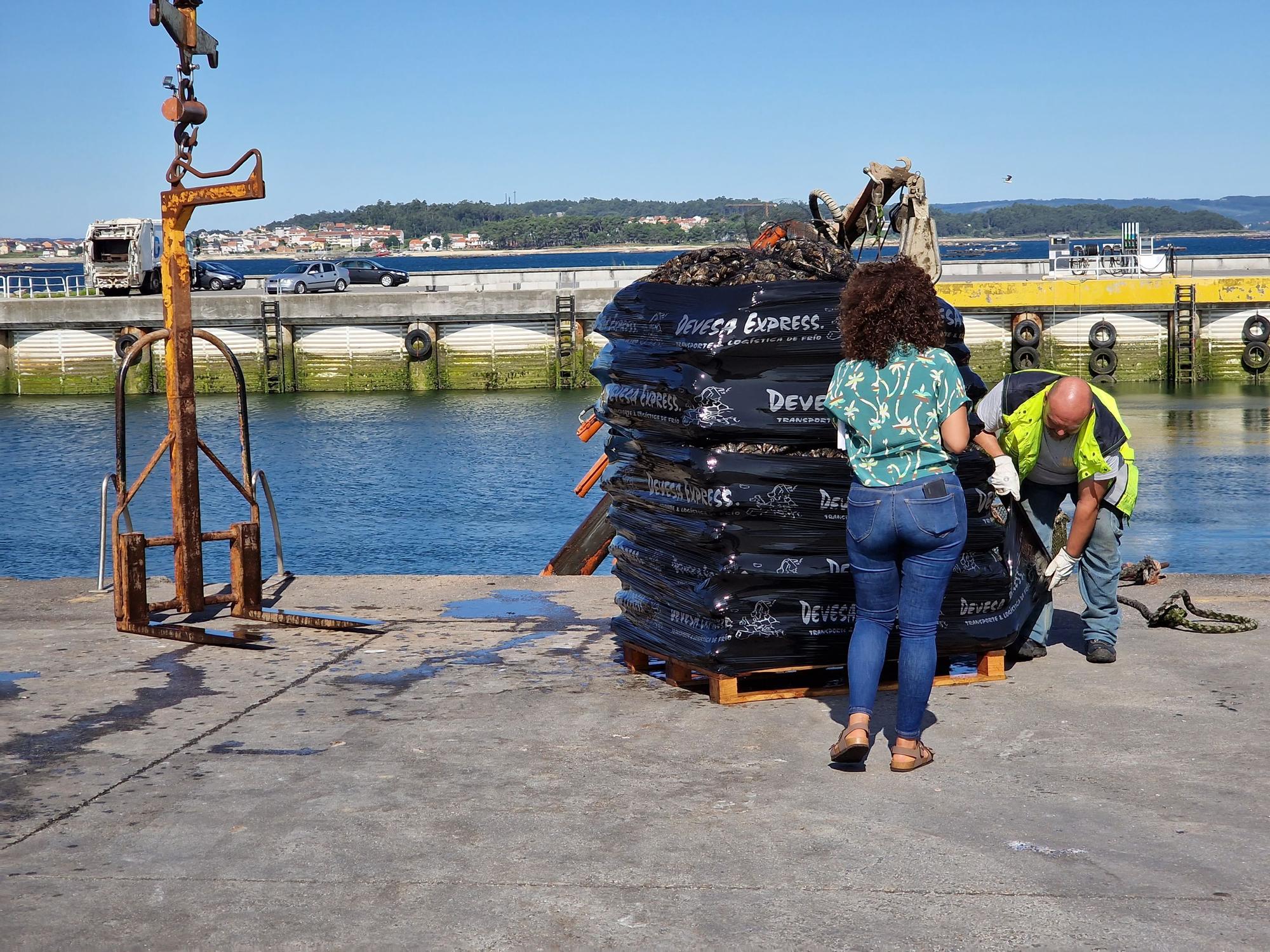 Descargas de mejillón en Arousa.