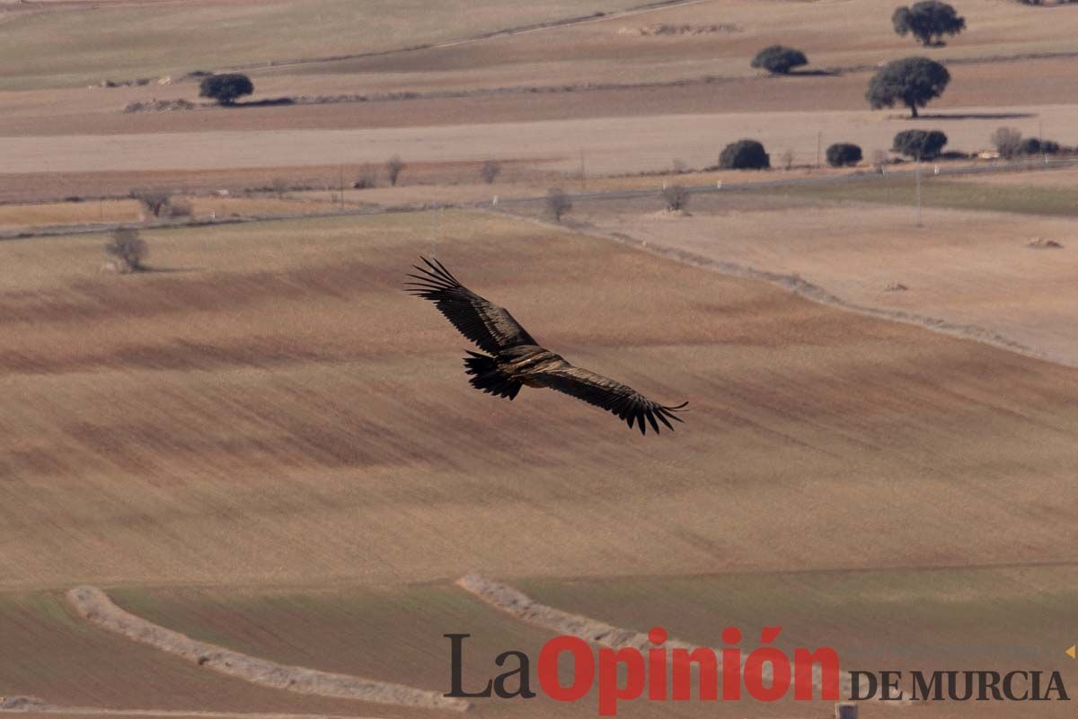 Suelta de dos buitres leonados en la Sierra de Mojantes en Caravaca