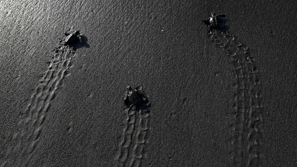 Crías de tortuga negra (Chelonia mydas agassizzii) se dirigen hacia el mar tras de ser liberadas en la playa de Sipacate, a unos 135 km al sur de Ciudad de Guatemala, el 19 de octubre de 2022.