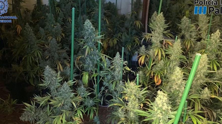 Plantas de marihuana incautadas en el edificio que okupaba el acusado en Palma. | POLICÍA NACIONAL
