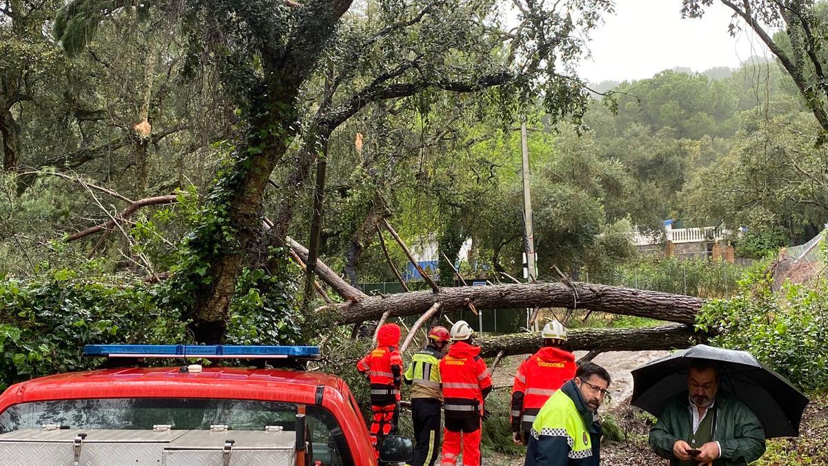 Uno de los grandes pinos derribados por el viento en las últimas horas en Trassierra.