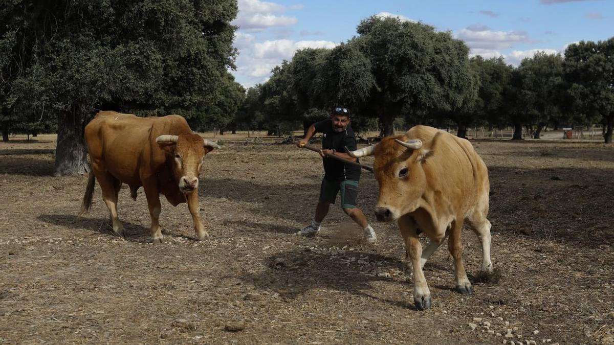 Un ganadero vacauna inyecta a una vaca con la garrocha en una explotación de Tierra del Vino