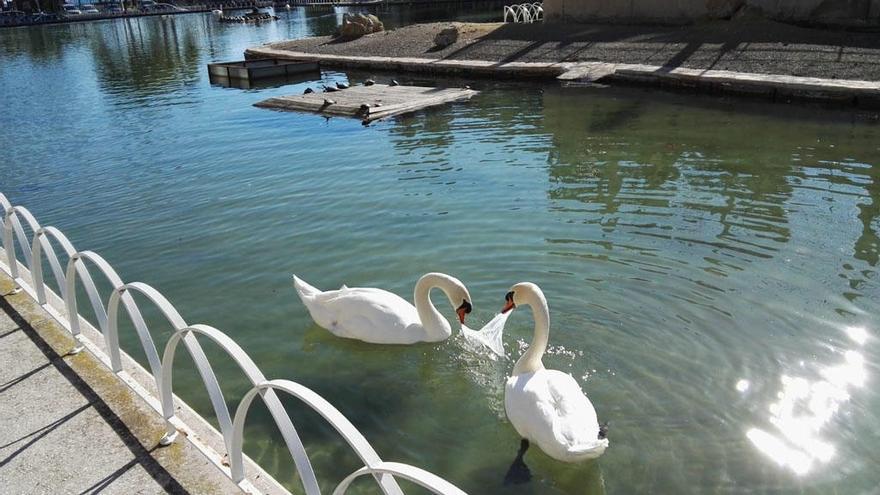 Dos cisnes se disputan un trozo de plástico en el lago del Parque del Oeste.