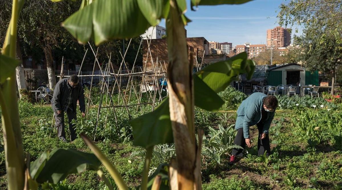 Huerto de Can Valent, en el barrio de Porta, en Nou Barris.