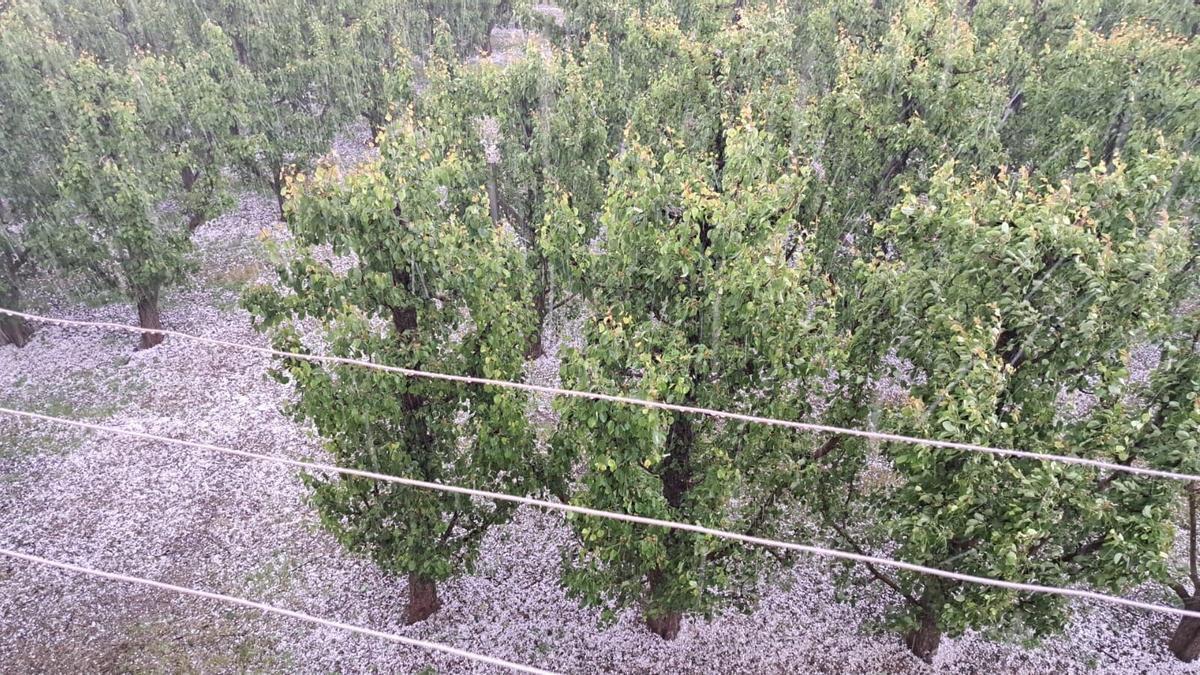 La piedra ha afectado a campos frutales del Baix Segre y el norte del Segrià