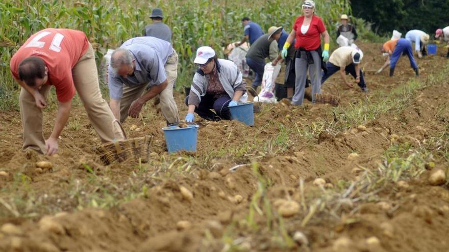 Recogida de patata en Galicia // Bernabé / Javier Lalín