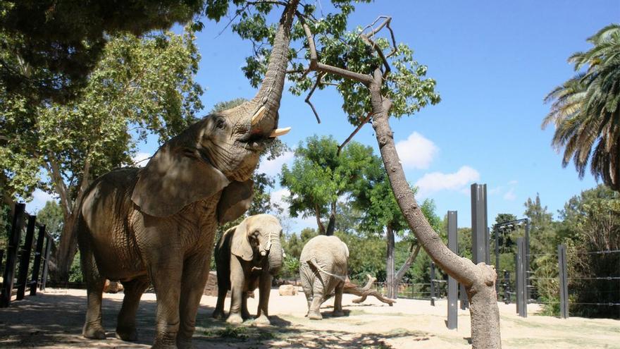 Un home es cola al recinte dels elefants del Zoo de Barcelona