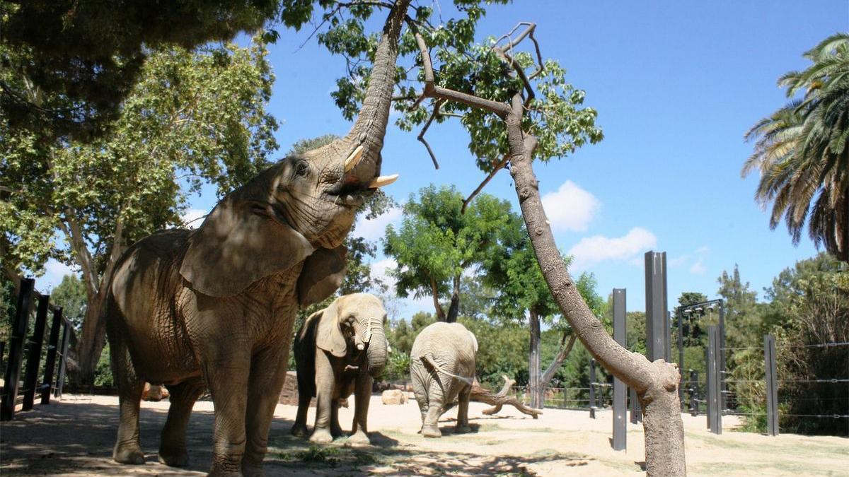 Imatge d&#039;arxiu d&#039;elefants al Zoo