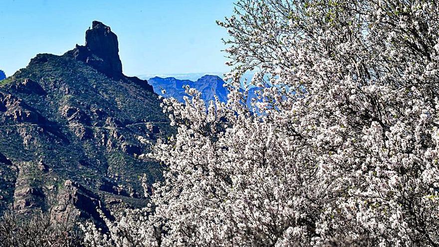 Los mejores almendros del siglo