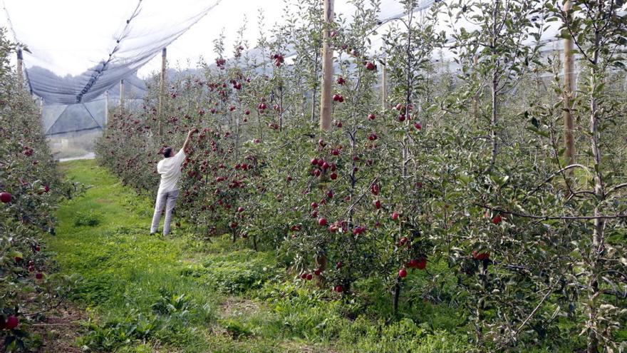 Plantació de poma ecològica de muntanya a Sant Llorenç de Morunys