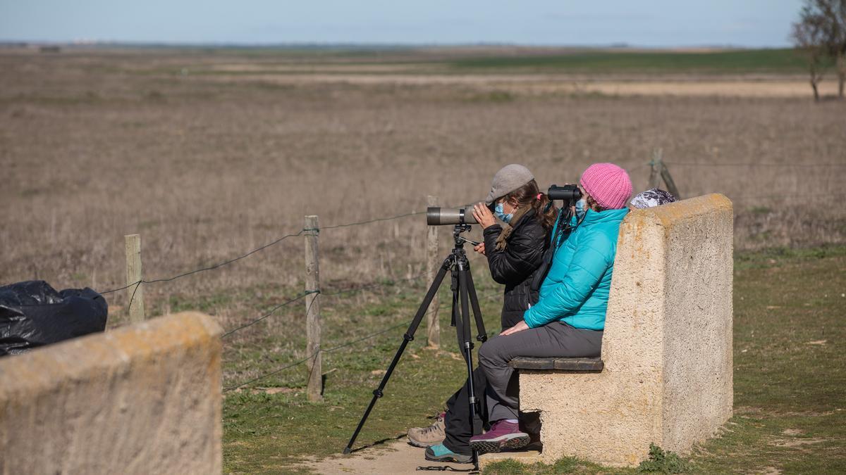 Observación de aves en las Lagunas de Villafáfila.