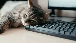 No es que tu gato solo busque calor: cuando se acuesta sobre tu ordenador también quiere llamar tu atención