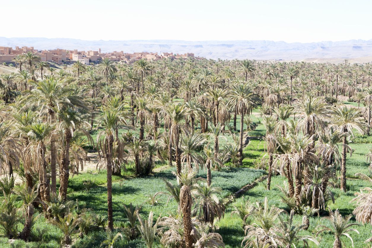 Palmeral en Marruecos.